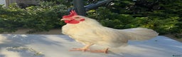 Mixed Breed poultry for sale: 3 beautiful Roosters raised by hand - Advert 6