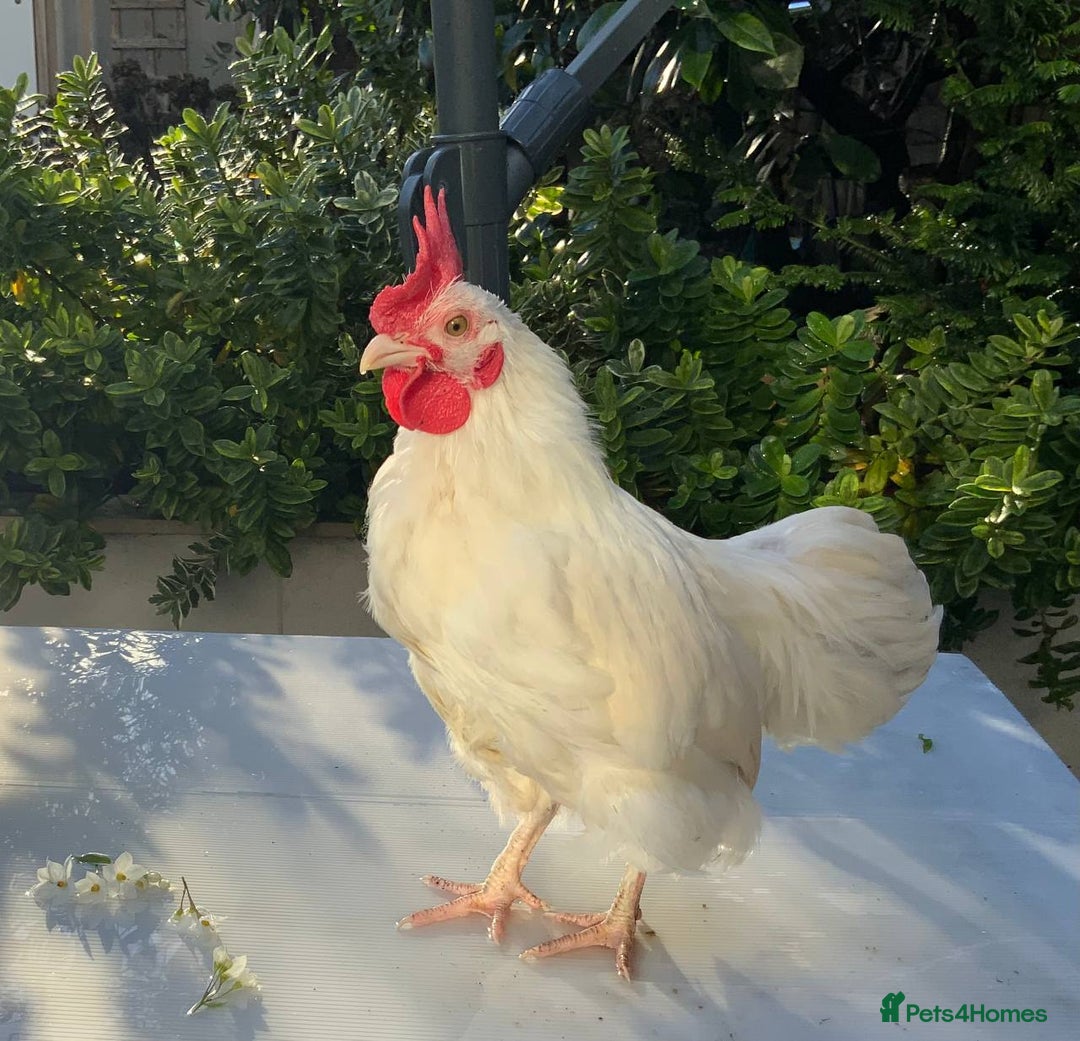 Mixed Breed poultry for sale: 3 beautiful Roosters raised by hand - Advert 6