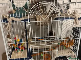 Rat rodents 2 male pet rats and cage and everything I have for - Advert 1