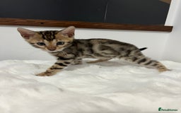 Bengal cats for sale: 🐾 TICA Registered Bengal Kittens 🐆🥰 - Image 19