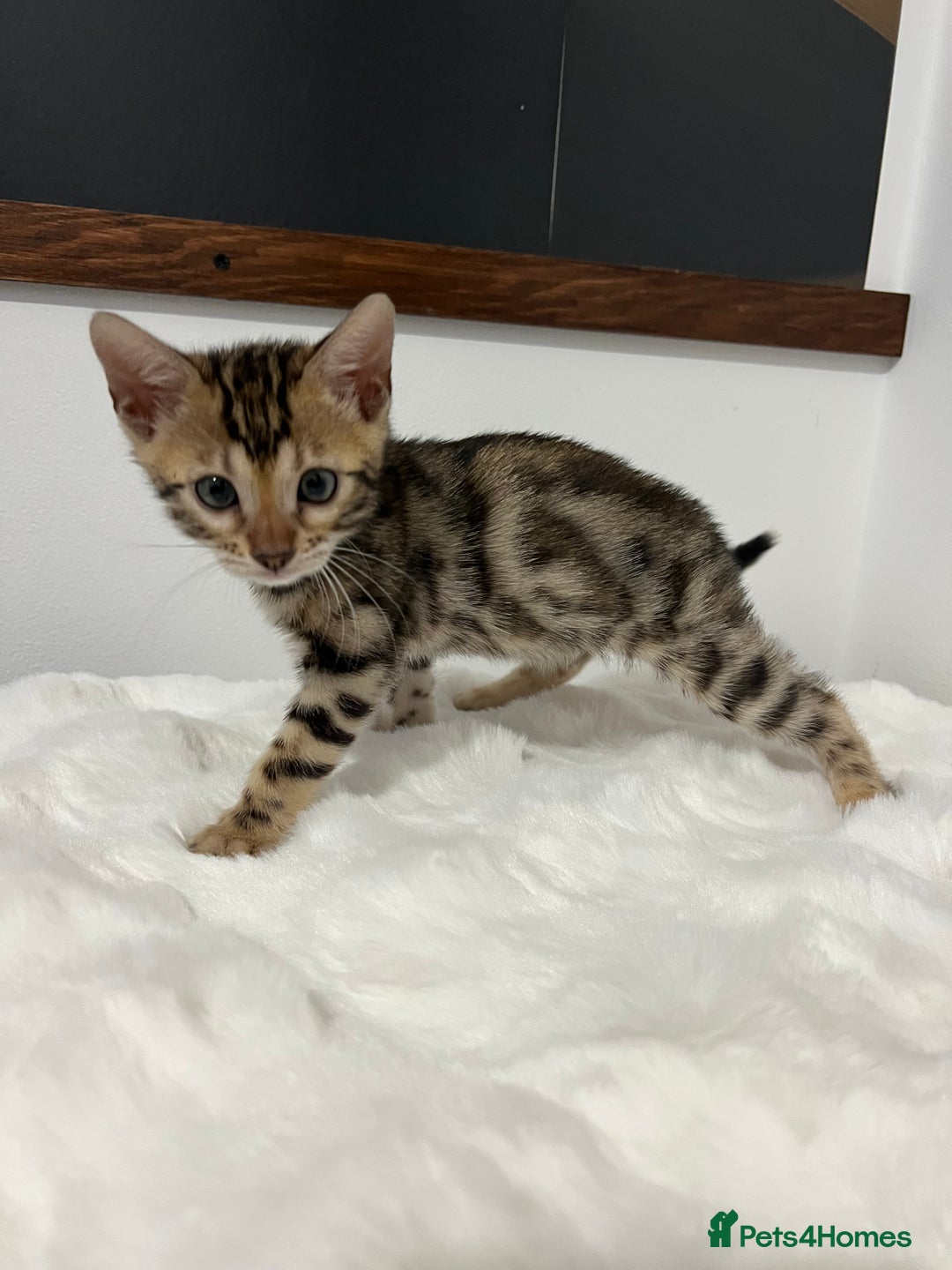 Bengal cats for sale: 🐾 TICA Registered Bengal Kittens 🐆🥰 - Image 19