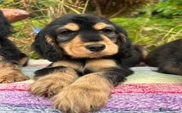 Cocker Spaniel dogs for sale: KC show cocker spaniel puppies. Ready Now! - Image 1