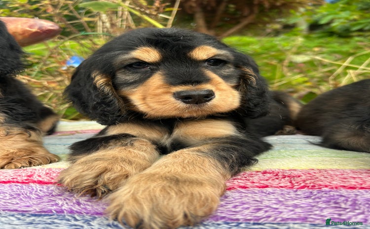 Cocker Spaniel dogs for sale - Advert 2