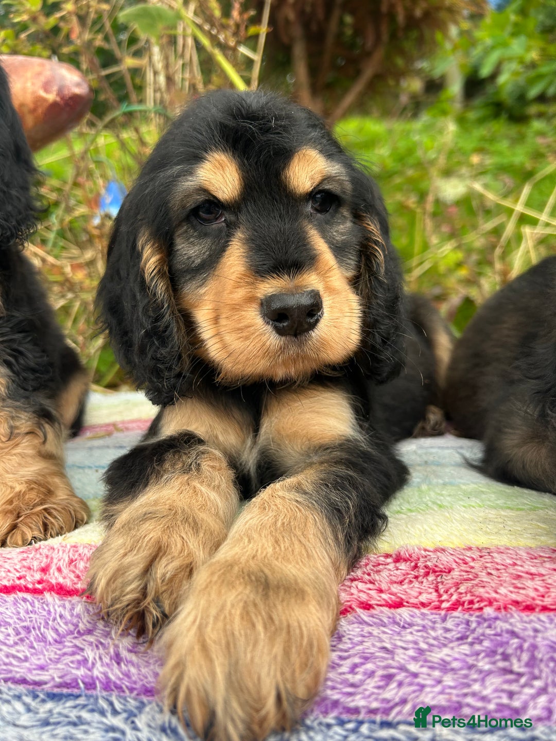 Cocker Spaniel dogs for sale: KC show cocker spaniel puppies. Ready Now! - Image 1