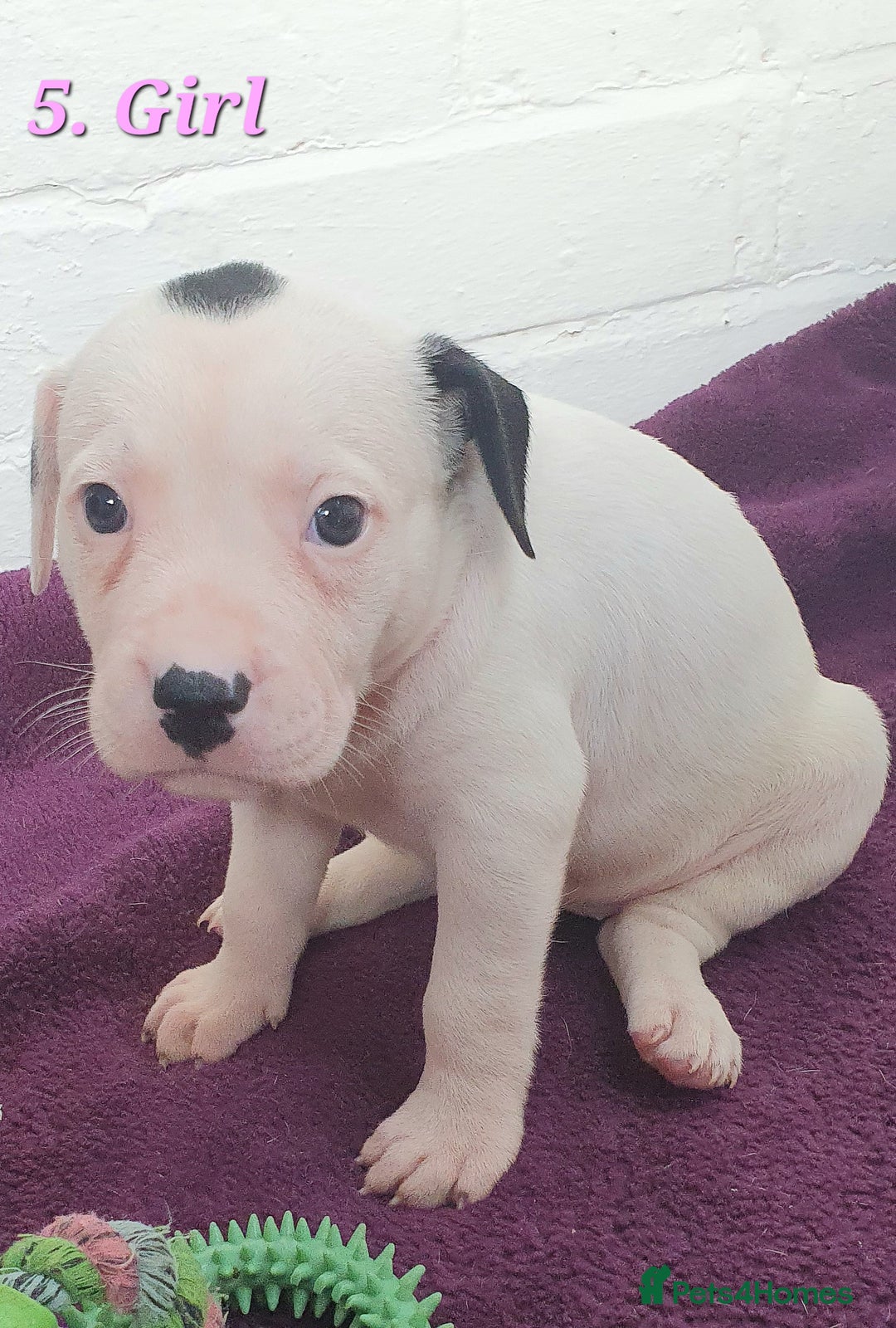 Mixed Breed dogs for sale: English/American Staffy Pups - Image 9