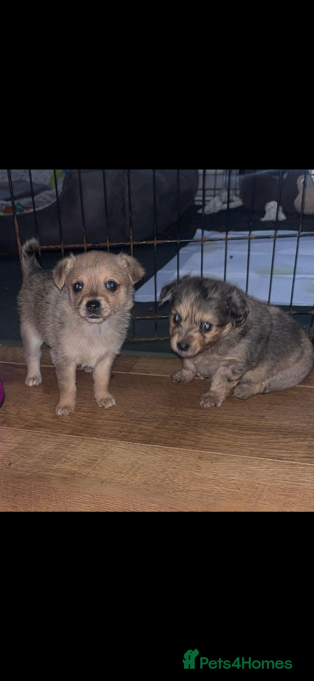 Chihuahua dogs for sale: MERLE CHIHUAHUAS 🐶 2 BOYS 1 GIRL STILL AVAILABLE - Advert 24
