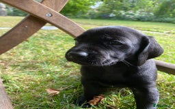 Mixed Breed dogs for sale: Italian Segugio/labrador Easter Love Affair - Image 6
