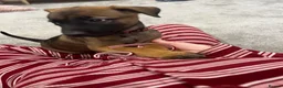 Belgian Shepherd Dog dogs for sale: Belgium Malinios Pups for sale  - Advert 1