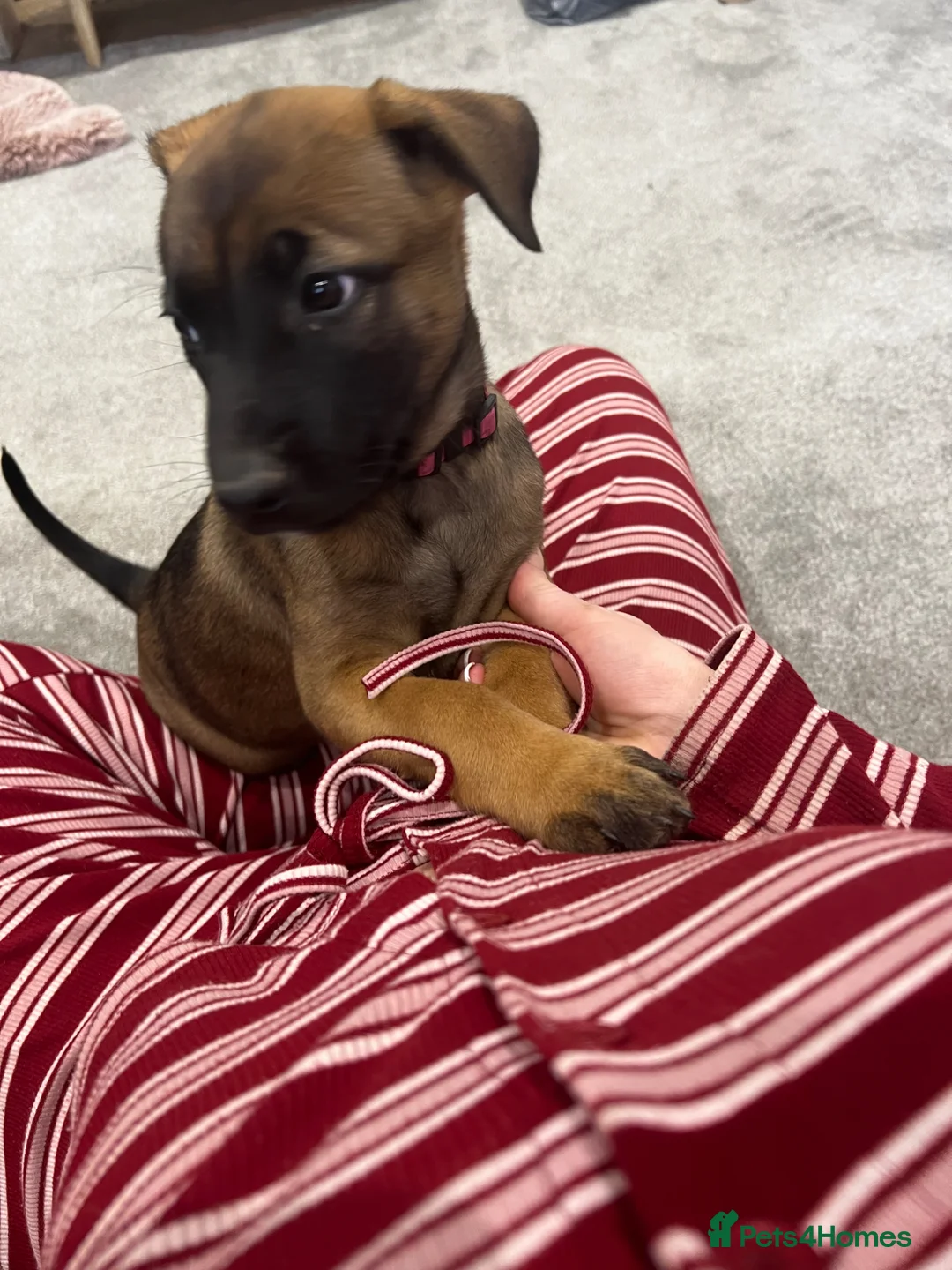 Belgian Shepherd Dog dogs for sale: Belgium Malinios Pups for sale  - Advert 1