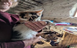 Mixed Breed cats for adoption: Melon for adoption - Advert 3