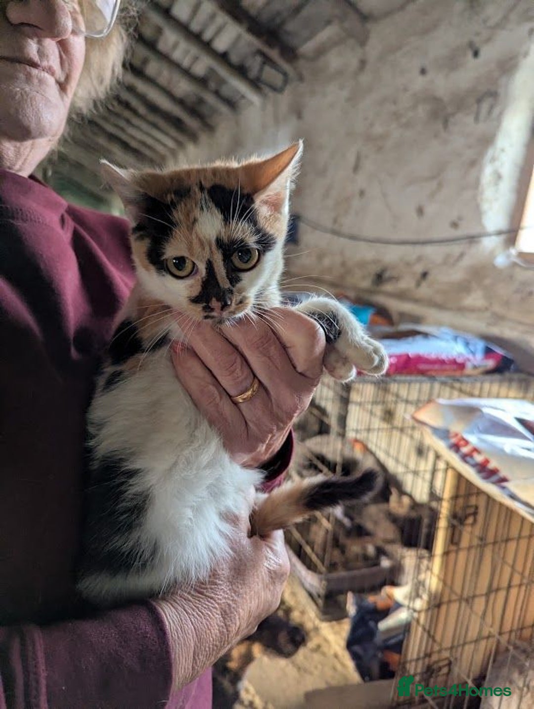 Mixed Breed cats for adoption: Melon for adoption - Advert 3