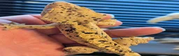 Gecko reptiles for sale: Crested geckos various ages mostly Dalmatians  - Advert 6