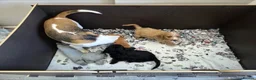 Mixed Breed dogs for sale: Beagle x Poodle Puppies - Advert 12