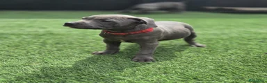 Staffordshire Bull Terrier Puppy 6