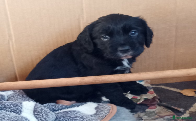 Cockerdor dogs Cockerdor puppies Re available black Bitch - Advert 1