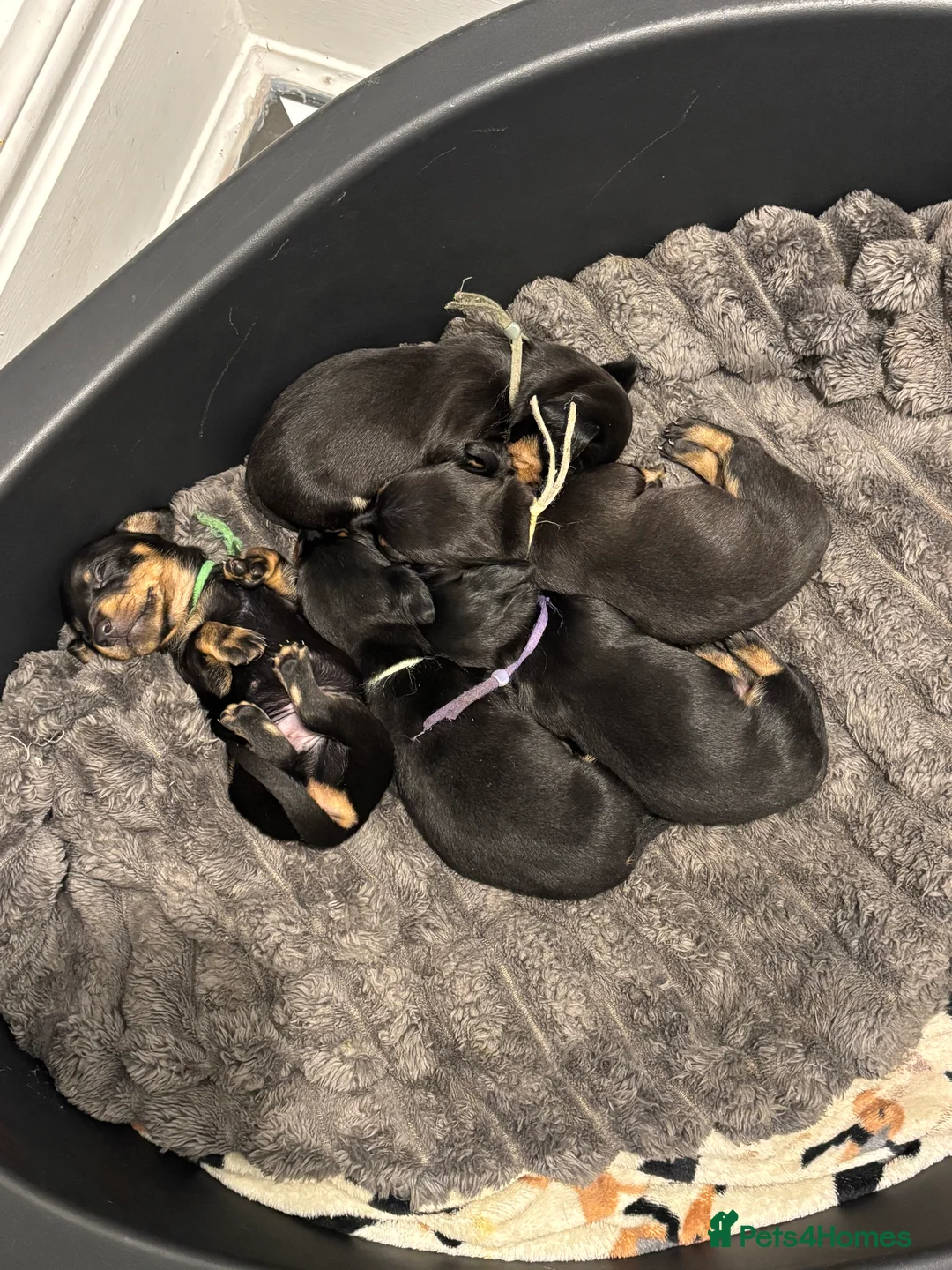 Miniature Dachshund dogs for sale: 5 miniature black & tan dachshunds  in Southport - Advert 2