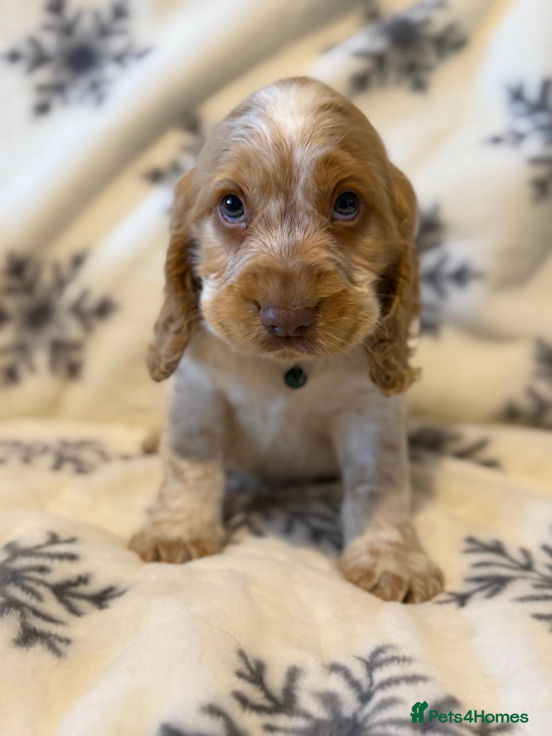 Cocker Spaniel dogs for sale: Cocker pups  - Image 6