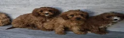 Cavapoo dogs for sale: Stunning F1 RED cavapoo boys and girls READY NOW - Advert 4