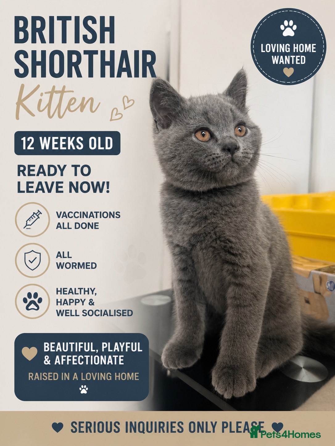 British Shorthair cats 🩵Outstanding🩵GCCF PEDIGREE🩵British shorthair  - Advert 13