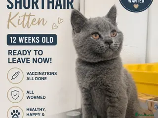 British Shorthair cats 🩵Outstanding🩵GCCF PEDIGREE🩵British shorthair - Advert 13