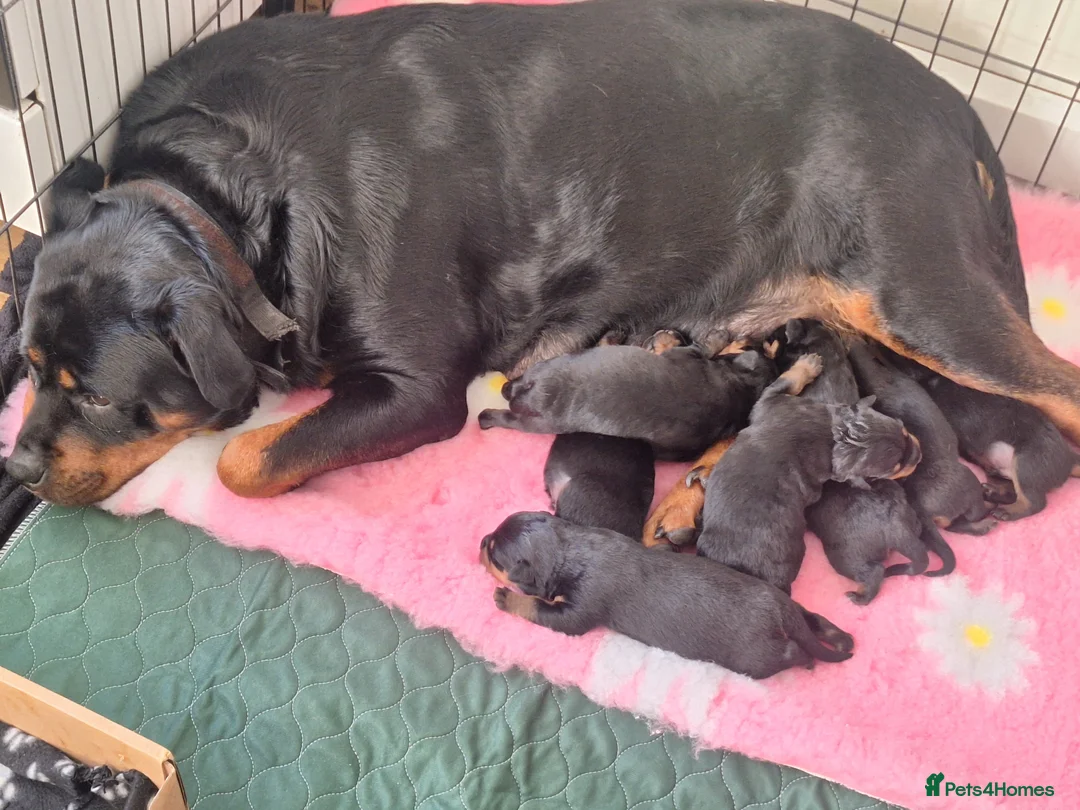 Rottweiler dogs for sale: Kc registerd rottweiler puppies - Advert 1