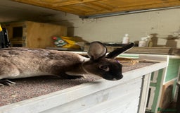 Rex rabbits for sale: Mini Rex does  - Image 4