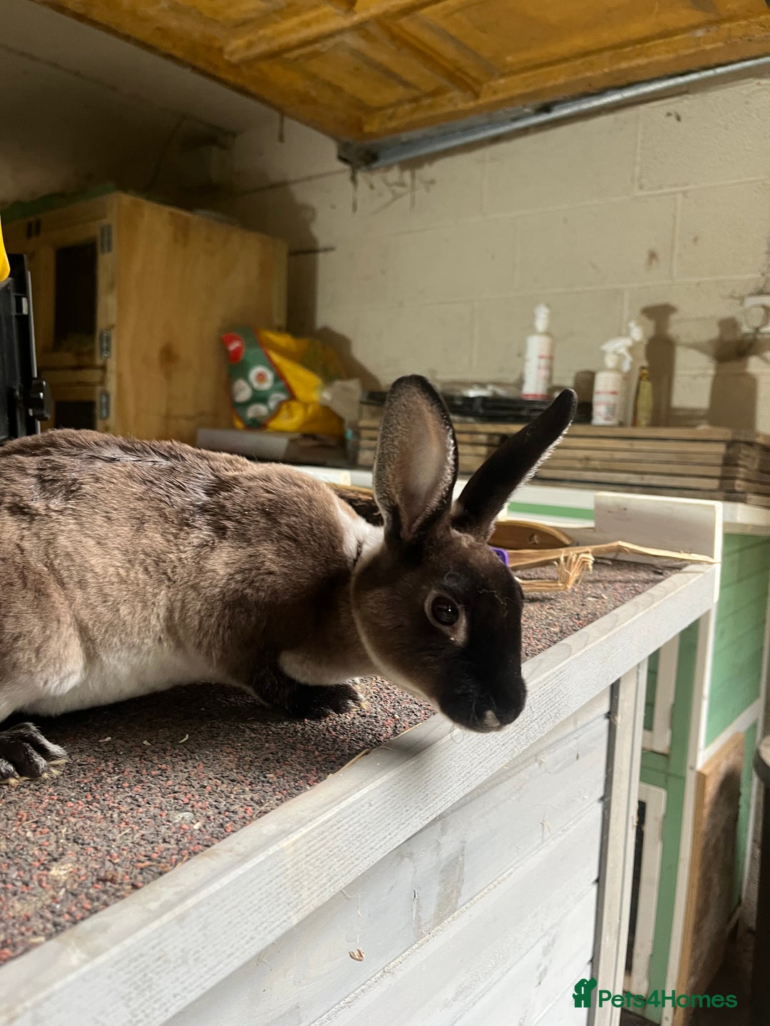 Rex rabbits for sale: Mini Rex does  - Image 4