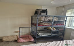 Ferret rodents for sale: 2 Male Albino Ferrets With Everything  - Image 31
