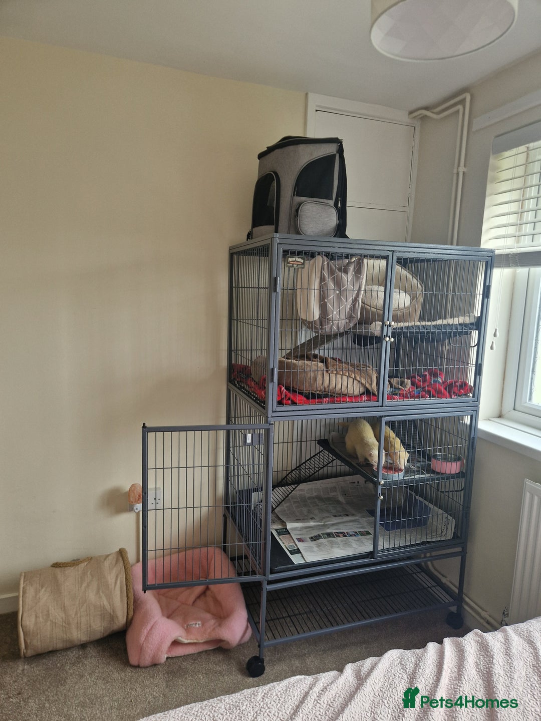 Ferret rodents for sale: 2 Male Albino Ferrets With Everything  - Image 31