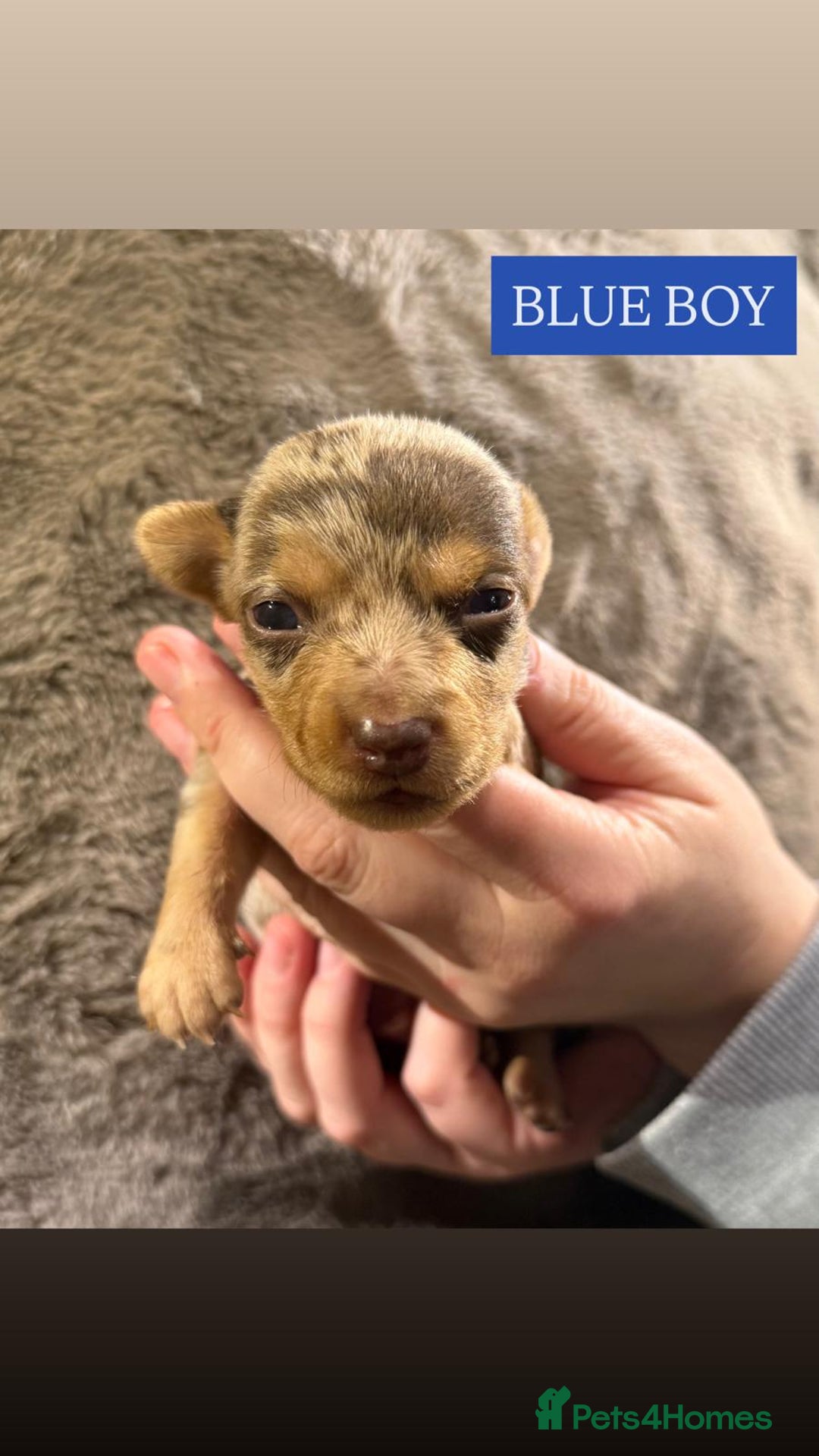 Jack Russell dogs for sale: Pure Breed special colour Jack Russells  - Advert 4