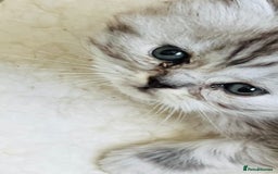 Persian cats for sale: Persian chinchilla kittens  - Image 12