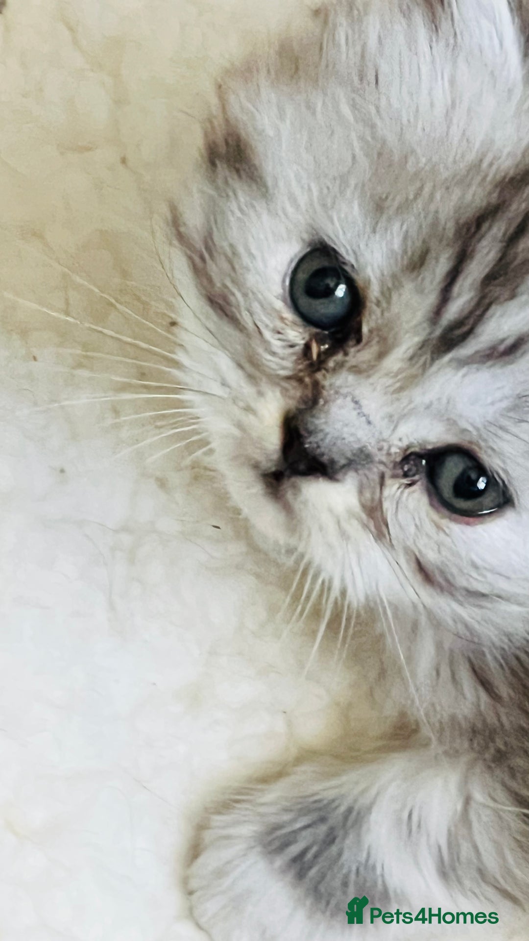 Persian cats for sale: Persian chinchilla kittens  - Image 12