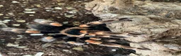 Tarantulas invertebrates for sale: Brachypelma smithi Red knee Tarantula  in Norwich - Advert 5
