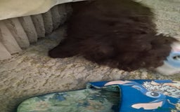 Cockapoo dogs for sale: Beautiful cockapoo for sale - Image 3