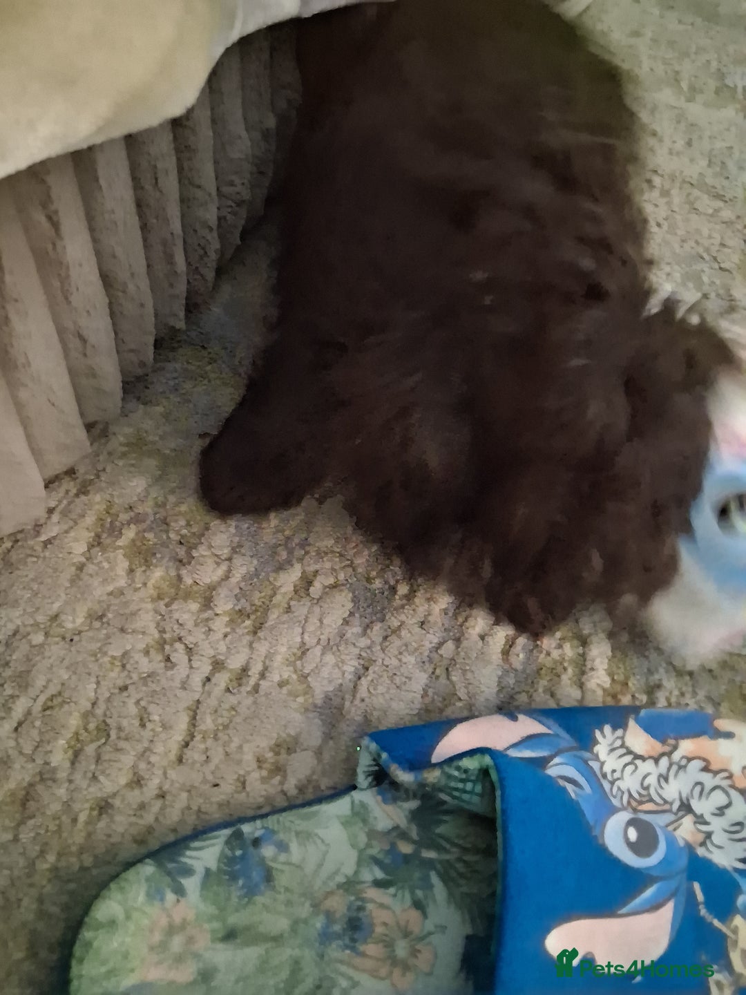 Cockapoo dogs for sale: Beautiful cockapoo for sale - Image 3