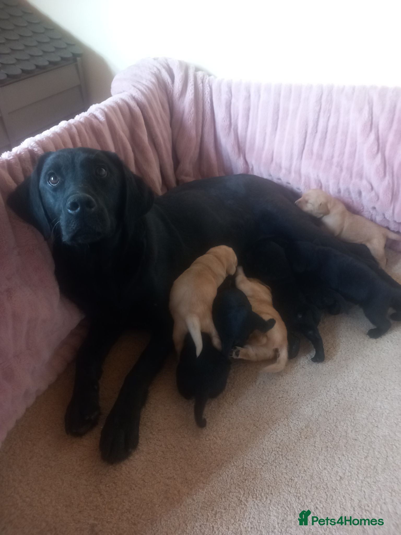 Labrador Retriever dogs Gorgeous KC registered puppies.  - Advert 1