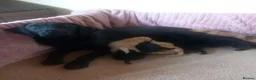 Labrador Retriever dogs for sale: Gorgeous KC registered puppies.  - Advert 1