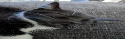 Mixed Breed cats for sale: Two beautiful kittens, looking for there home 🐾 in Peterhead - Advert 27