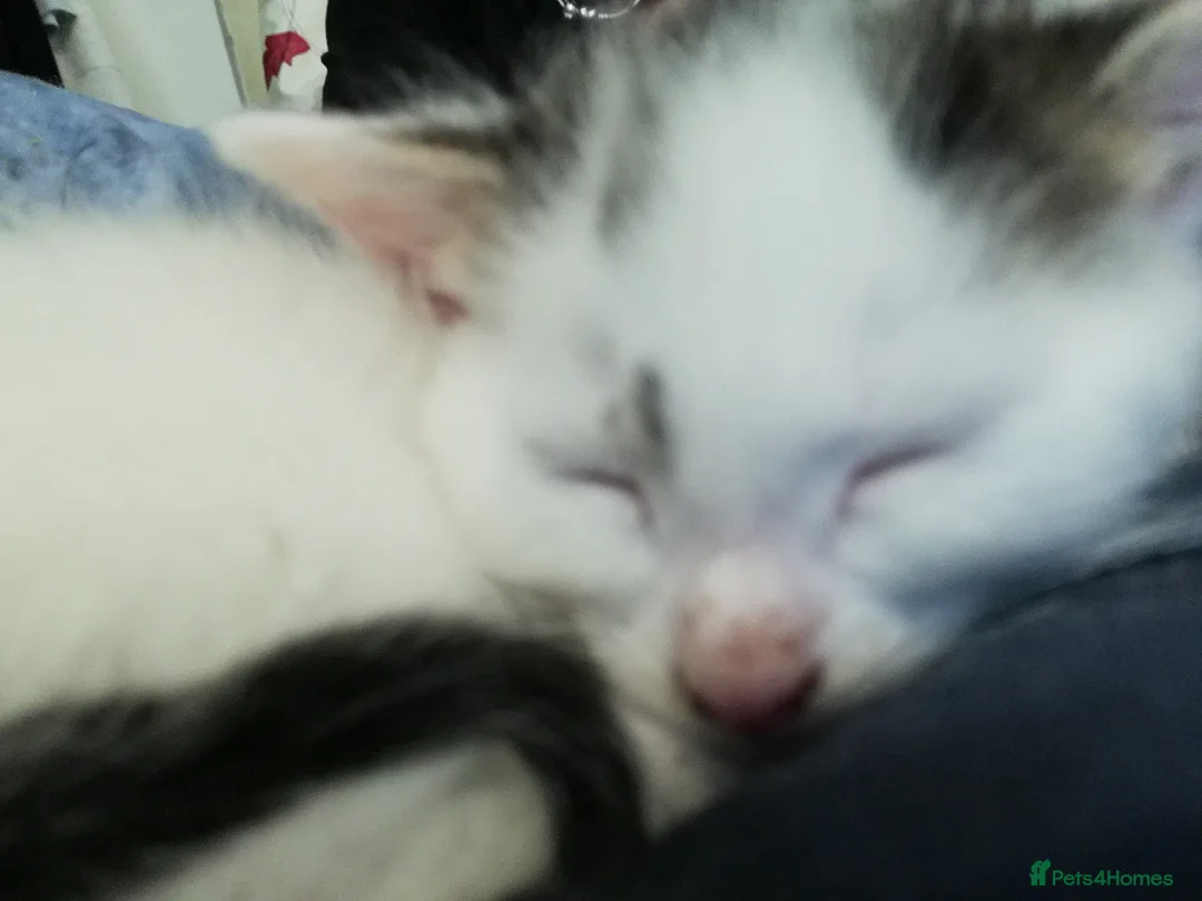 Mixed Breed cats for sale: Kittens  in Reading - Advert 2