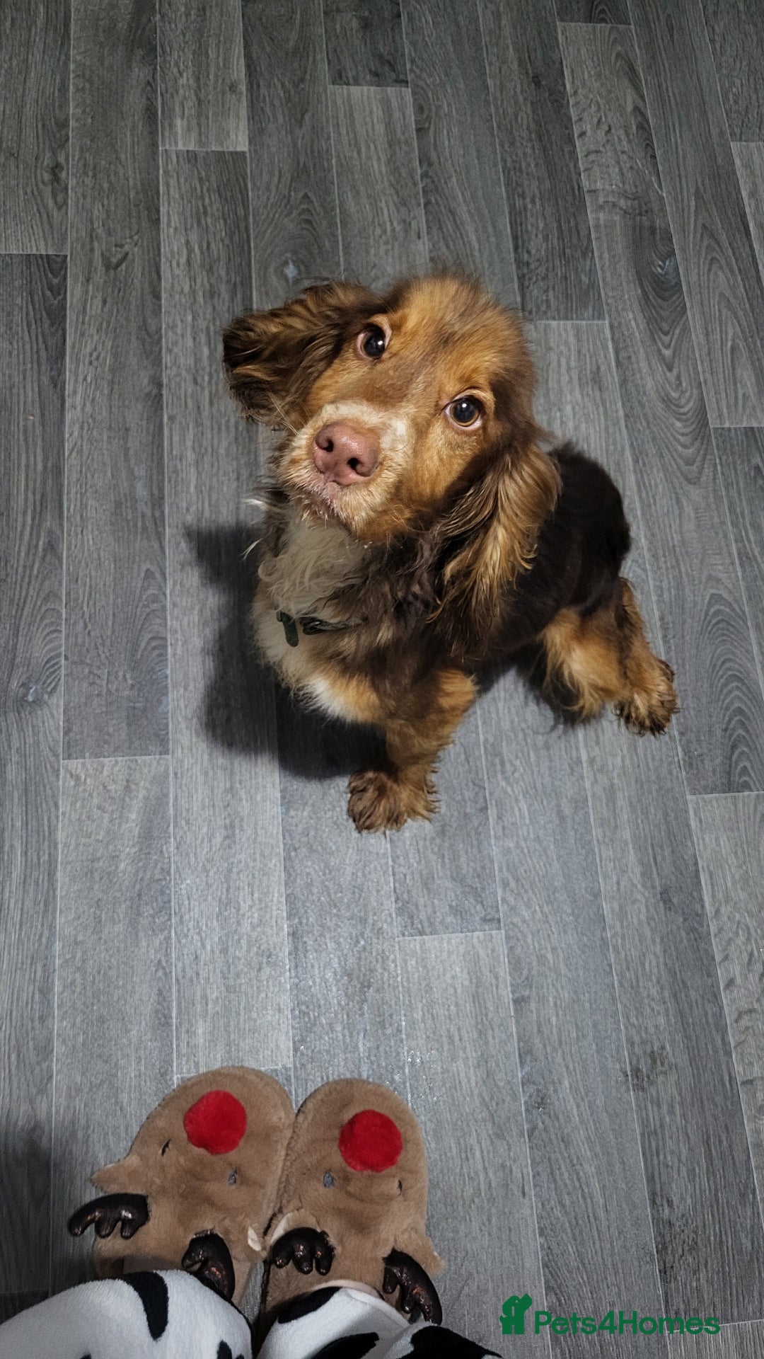 Cocker Spaniel dogs for sale: Buddy the cocker spaniel - Advert 6