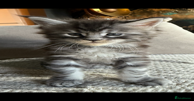 Maine Coon cats - Advert 6