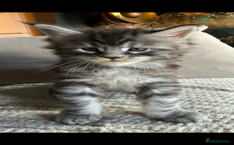 Maine Coon cats - Advert 1