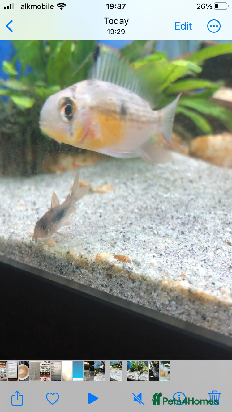 Cichlids fish Bolivian ram - Advert 1