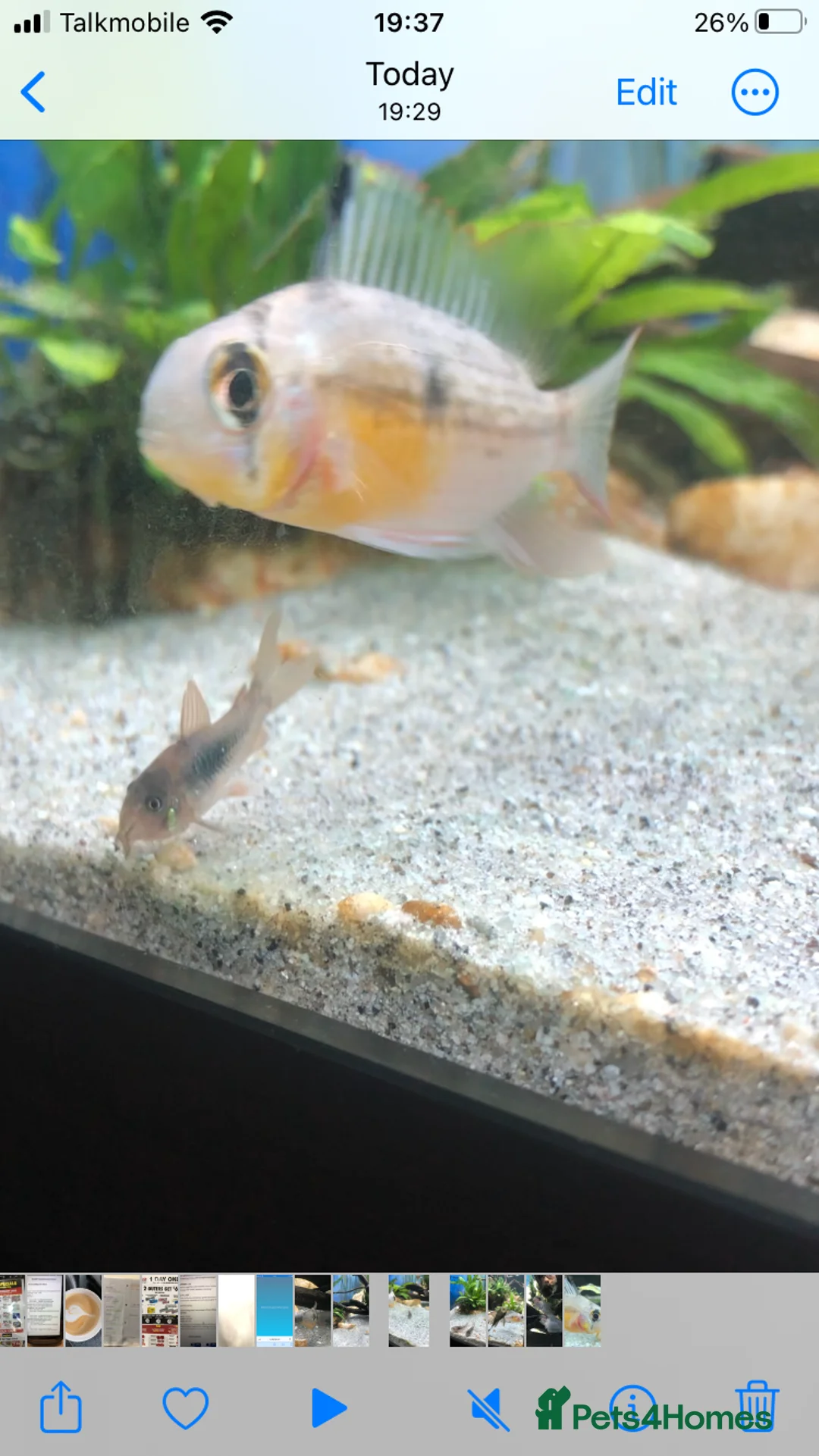 Cichlids fish for sale: Community Fish - Advert 1