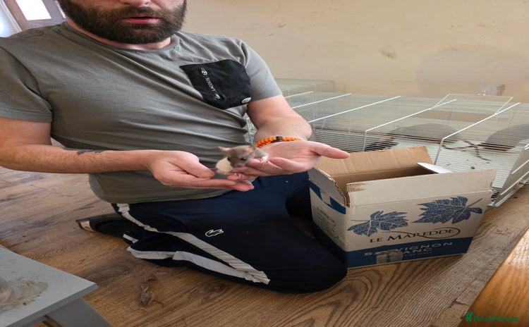 Rat rodents - Advert 1