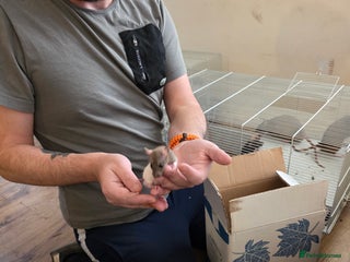 Rat rodents - Advert 1