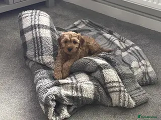 Cockapoo dogs Cockapoo puppy - Advert 1