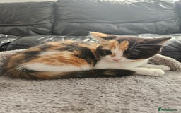 Scottish Fold cats for sale: Adorable Scottish fold Straight Ears Kittens - Image 27