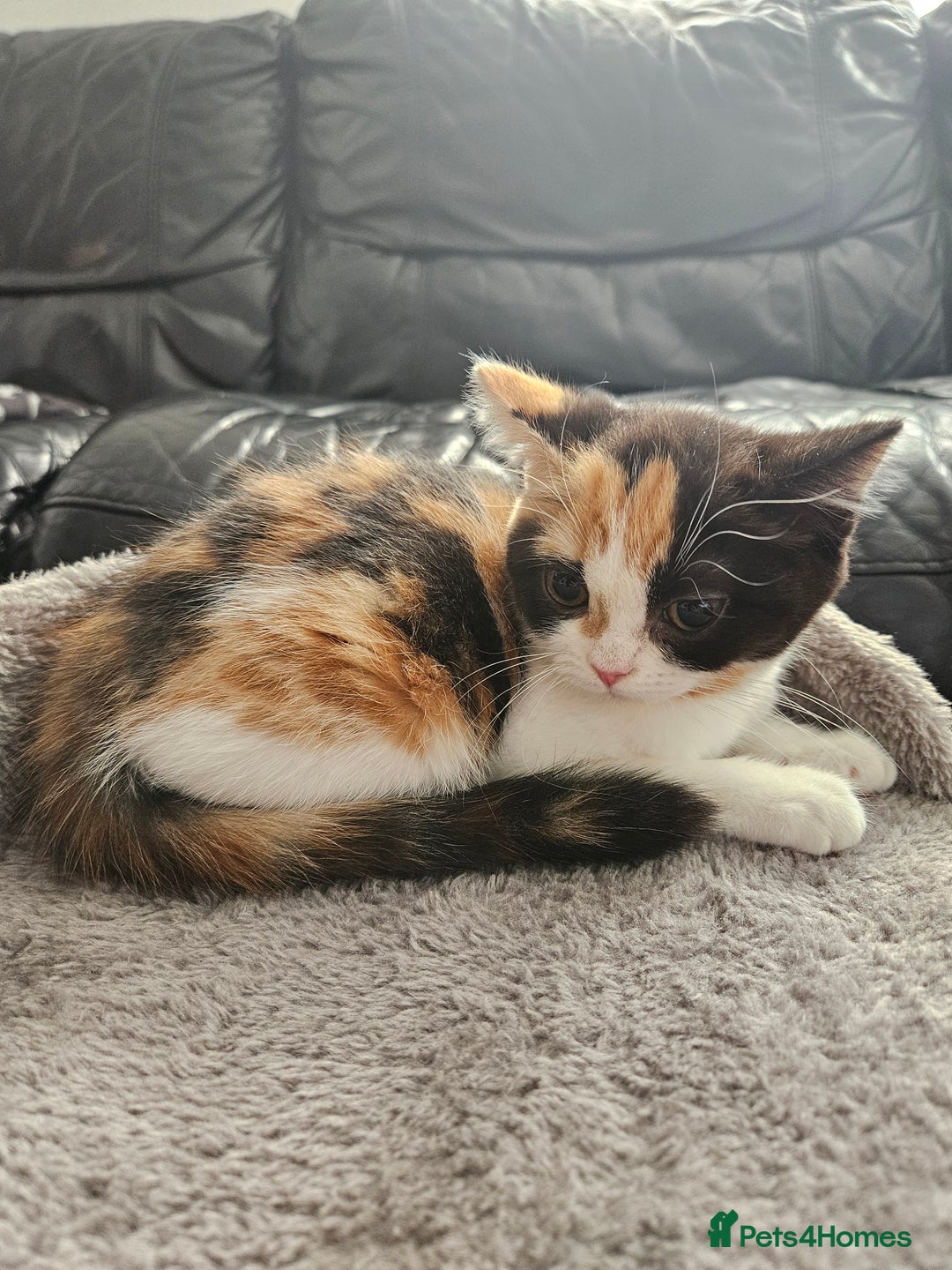 Scottish Fold cats for sale: Adorable Scottish fold Straight Ears Kittens - Image 27