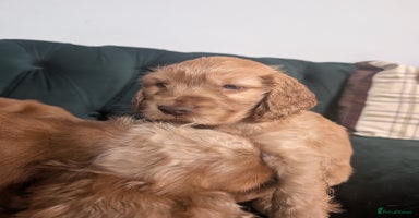 Cocker Spaniel dogs - Advert 4